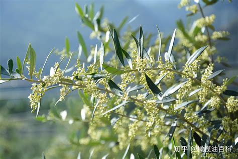 橄榄树风水|橄榄树风水禁忌有哪些（橄榄树代表着什么意义）